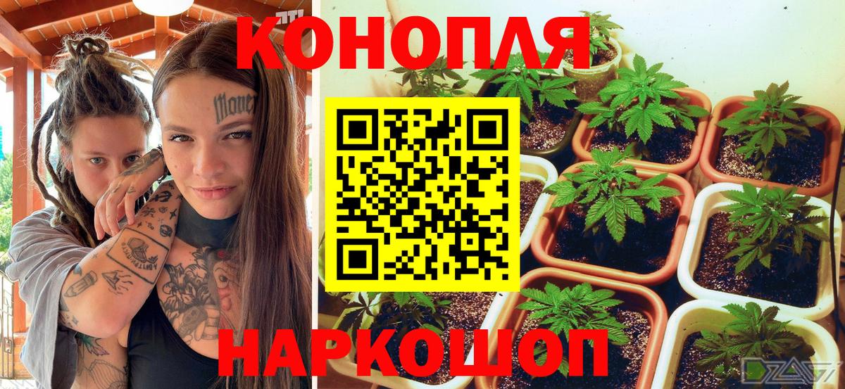 Волгодонск  Бошки Шишки Ganja  Бошки Шишки THC 21%  Каннабис VHQ  Вход с VPN 